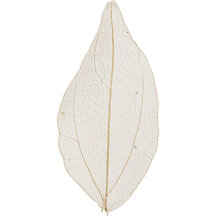 Kuivatut lehdet, Pit. 4,5-8 cm, luonnonrusk., 20 kpl/ 1 pkt