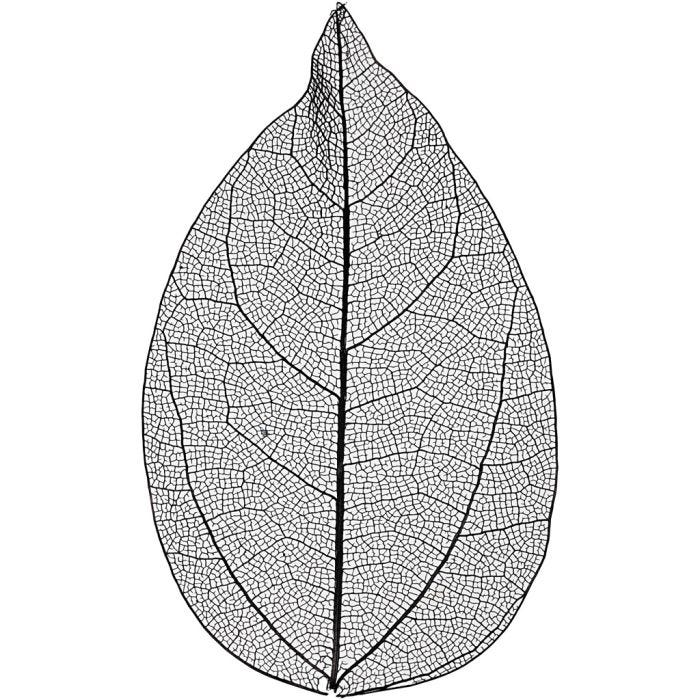 Kuivatut lehdet, Pit. 6-8 cm, musta, 20 kpl/ 1 pkt