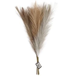 Pampas ruoho